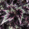 Rex Begonia