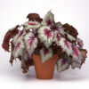 Rex Begonia