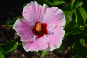 Tropical Hibiscus