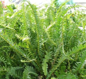 Kimberly Queen Ferns