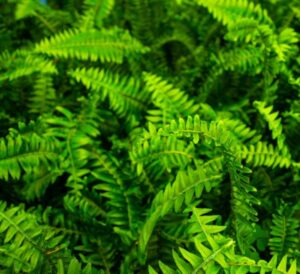 Kimberly Queen Ferns