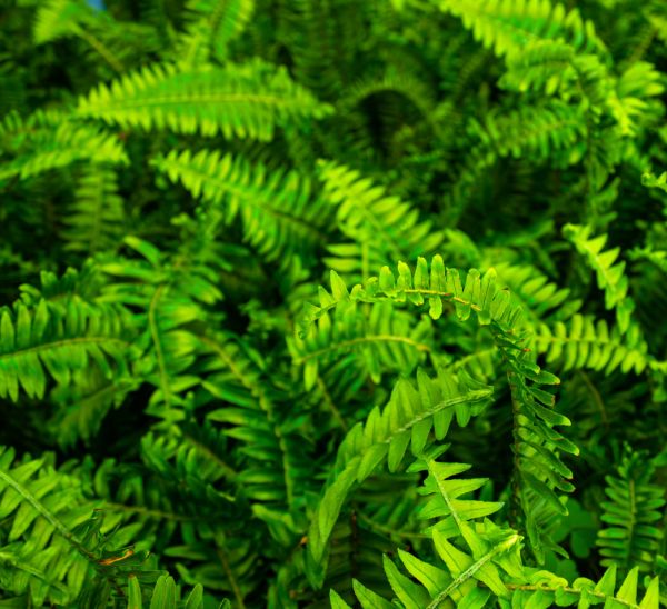 Link to Kimberly Queen Ferns product page