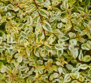 Kaleidoscope Abelia