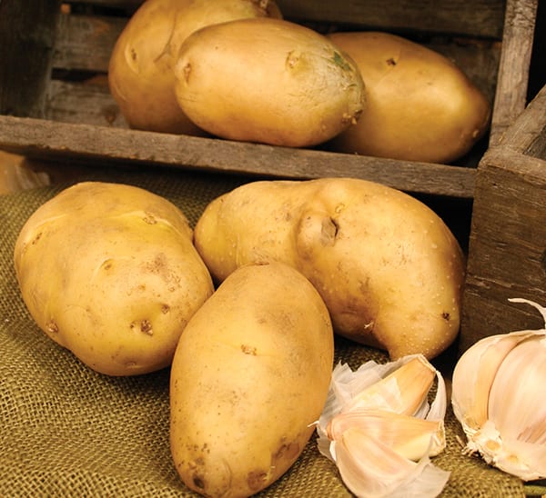 Kennebec Seed Potato