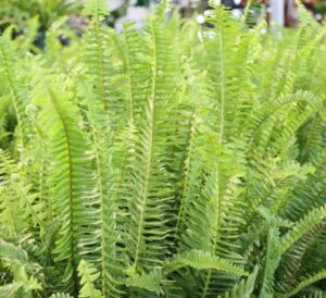 Kimberly Queen Ferns
