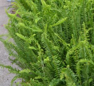 Kimberly Queen Ferns