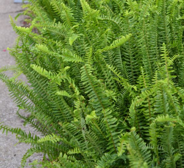 Link to Kimberly Queen Ferns product page