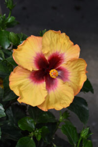 Tropical Hibiscus