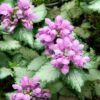 Lamium
