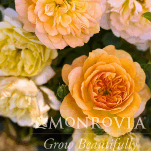 Lantana Luscious Goldengate