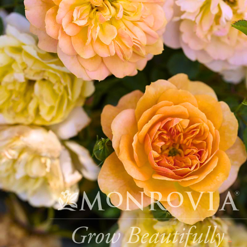 Itsy Bitsy Peach Minature Roses