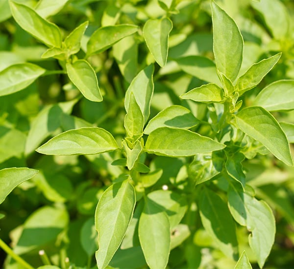 Lemon Basil