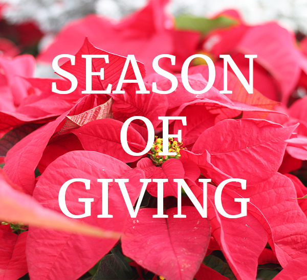 poinsettia with text 'season of giving"