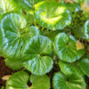 Leopard Plant Gallery Image