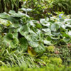 Leopard Plant Gallery Image