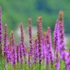 Liatris