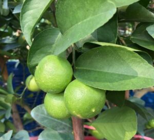 Lime Trees