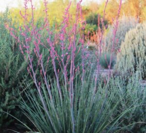 Little Giant Yucca