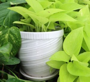 Lotus Tabletop Pottery with plant