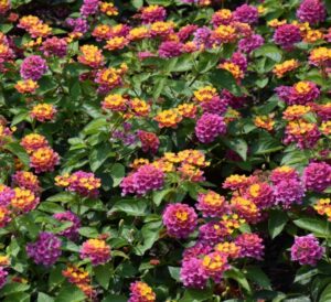 Lucky Sunrise Rose Lantana