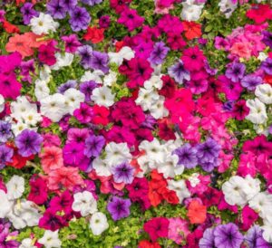 Madness Petunias
