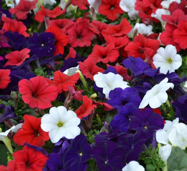 Link to Madness® Petunias product page