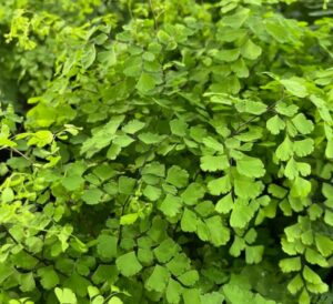 Maidenhair Fern - Houseplant