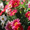 Marguerite Daisy