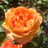 Maui Sunrise bloom