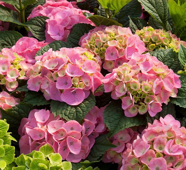 BloomStruck® Hydrangea