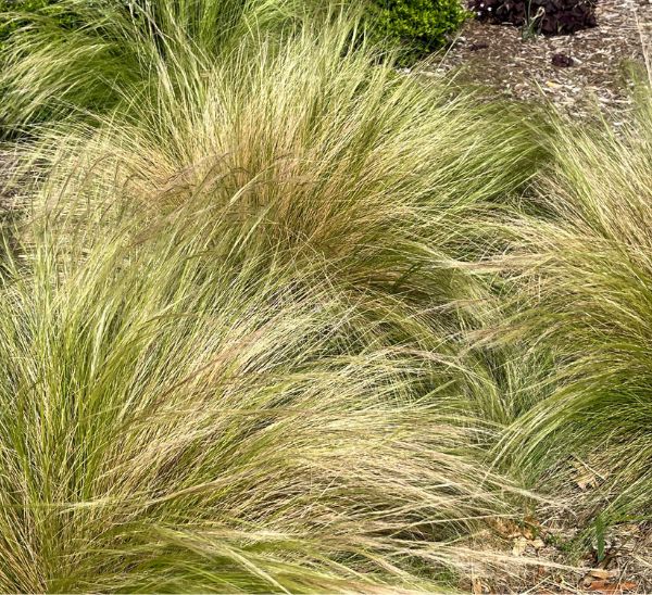 Link to Ornamental Grasses - Choose from over a dozen varieties! product page