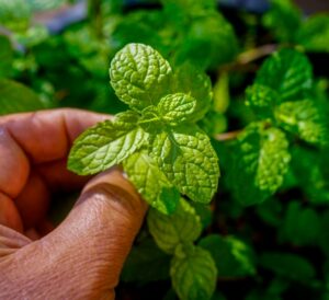 Picking the herb Mint