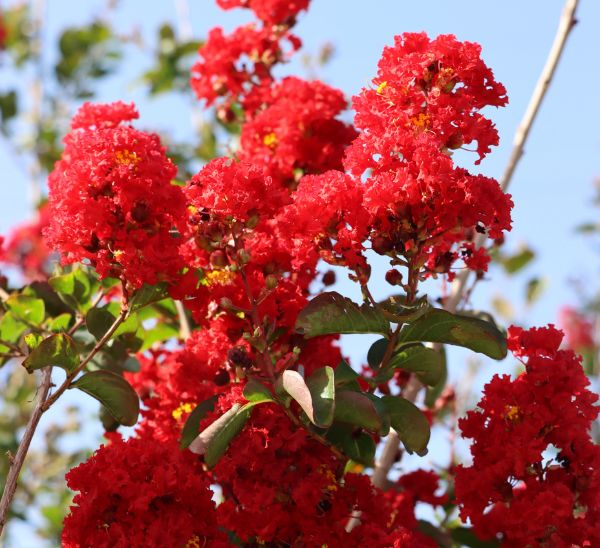 Link to Crapemyrtles product page