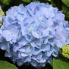 Nantucket Blue™ Hydrangea