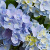 Nantucket Blue™ Hydrangea