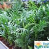 Neanthe Bella Palm