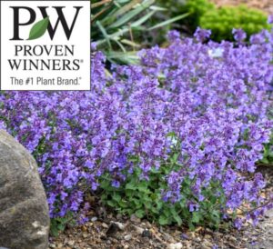 Proven Winners Catwalk Queen Nepeta