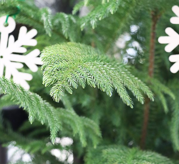 Norfolk Island Pine