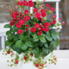 summer breeze strawberry