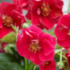 summer breeze strawberry flower