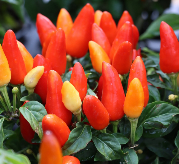 Link to Ornamental Peppers product page