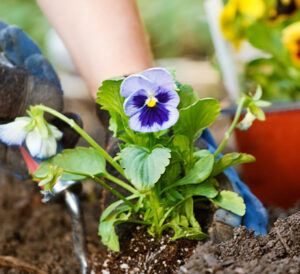 blue matrix pansy being planted