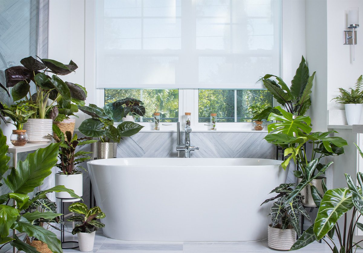 Proven Winners® LeafJoy