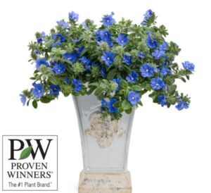 Proven Winners Blue My Mind Blue Daze