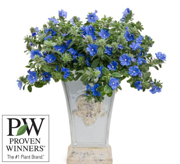 Link to Proven Winners® Annuals product page