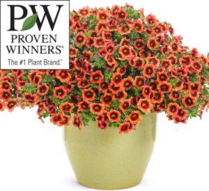 Proven Winners Calibrachoa Superbells® Tangerine Punch