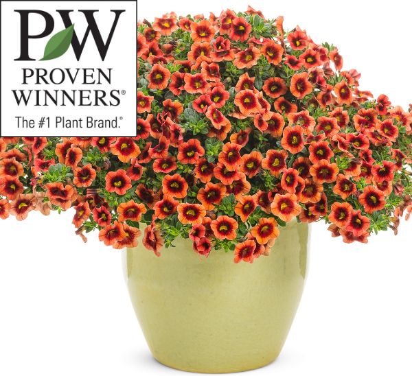 Link to Proven Winners® product page