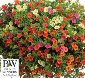 Proven Winners Superbells