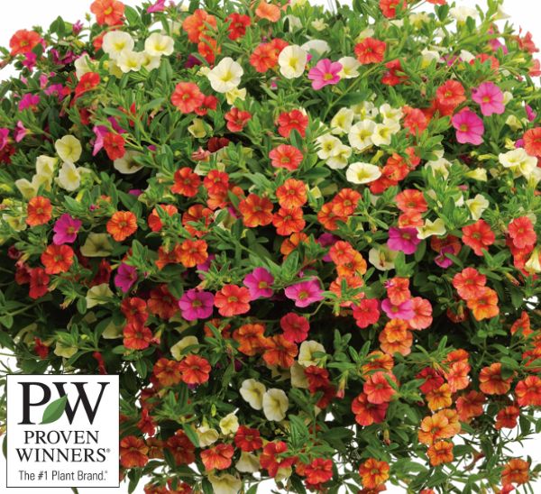 Link to Proven Winners® Annuals product page