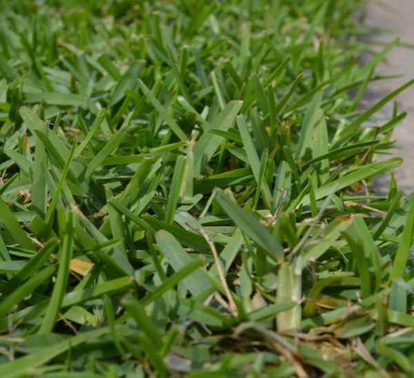 Link to Palmetto St. Augustine Grass Plugs product page